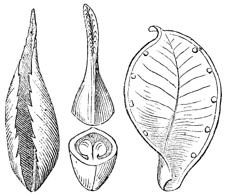 Images showing the relationship of a modified leaf and pistil. From left to right; Japanese Cherry (Prunus serrulata) tree leaf, Isopyrum pistil bisected showing structure, empty open seed pod of Marsh Marigold (Caltha palustris) flower. Vintage etching circa 19th century.