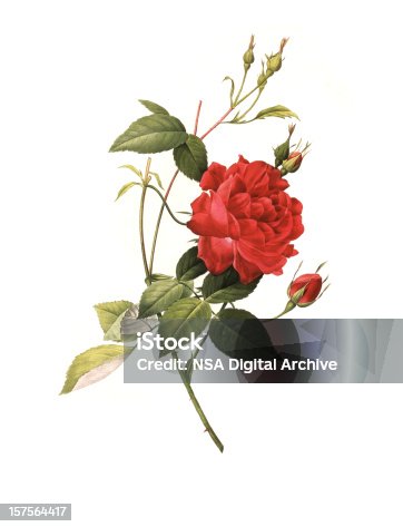 istock XXXL Resolution Rose | Antique Flower Illustrations 157564417