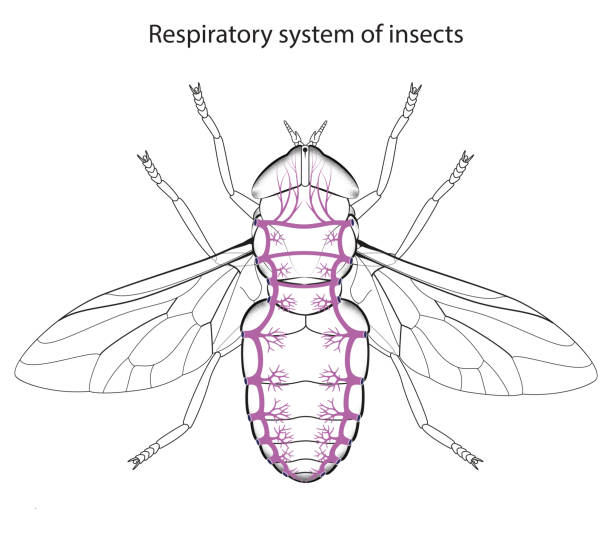 Respiratory system of insects vector art illustration