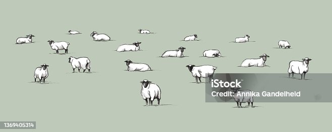istock Resting flock of sheep on a colored background 1369405314