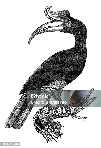 istock Rhinoceros hornbill bird illustration 1151762603