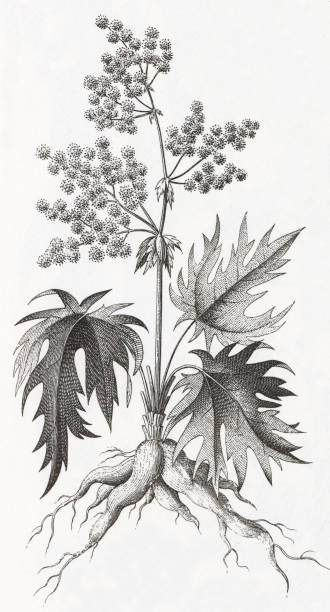 bildbanksillustrationer, clip art samt tecknat material och ikoner med rhubarb plant engraving - rabarber on white