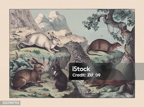 istock Rodents, hand-colored chromolithograph, published in 1869 1337597113