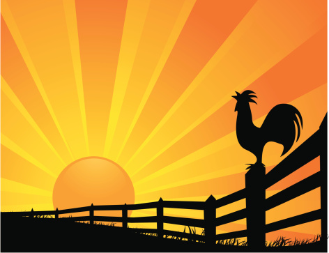 Rooster Sunrise