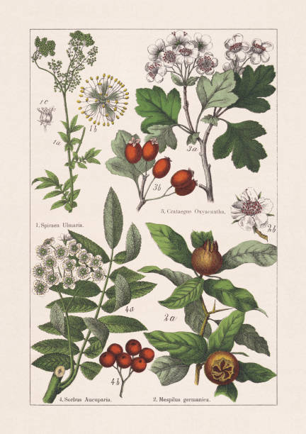 Rosaceae, chromolithograph, published in 1895 Rosaceae: 1) Meadowsweet (Filipendula ulmaria, or Spiraea ulmaria), a-stem with blossoms and leaves, b-blossom, c-pistil; 2) Medlar (Mespilus germanica), a-branch with fruits and leaves, b-blossom; 3) Hawthorn (Crataegus oxyacantha), a-branch with blossoms and leaves, b-fruit umbel; 4) Rowan (Sorbus aucuparia), a-branch with blossoms and leaves, b-fruit umbel. Chromolithograph, published in 1895. may flowers stock illustrations