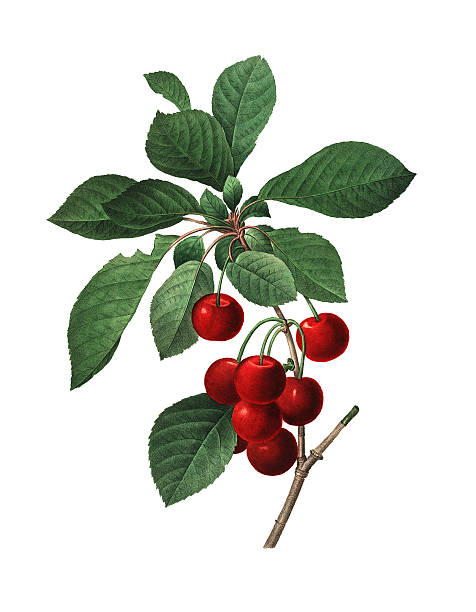 Royal Cherry | Redoute Flower Illustrations High resolution illustration of a Royal Cherry, isolated on white background. Engraving by Pierre-Joseph Redoute. Published in Choix Des Plus Belles Fleurs, Paris (1827). cherry stock illustrations
