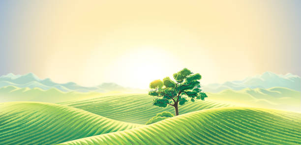 ilustrações, clipart, desenhos animados e ícones de paisagem rural do alvorecer com árvore só - soy field