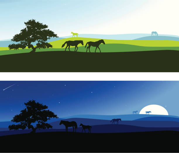 Rural Scenics Horses on the plains. horse backgrounds stock illustrations