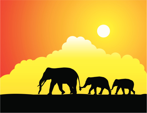 Safari and sunset