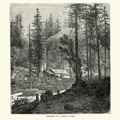 Vintage engraving showing Saw mills in a North American Pine Forest, 19th Century