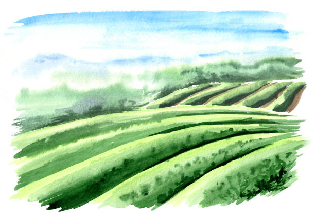 ilustrações, clipart, desenhos animados e ícones de cenário de plantação de chá. mão desenhada ilustração aquarela - plantação