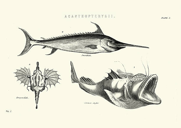 Dragonfish插圖和矢量圖形 Istock