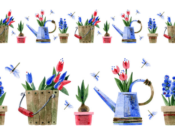 bildbanksillustrationer, clip art samt tecknat material och ikoner med seamless border.tulips in a watering can and bucket, flowers in pots. hand-drawn watercolor illustrations on a white background. design for adhesive tape, wallpaper, textiles, scrapbooking, packaging. - red hyacinth