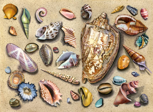 illustrations, cliparts, dessins animés et icônes de coquillage - queen conch medley - bulots