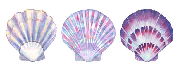 Seashell set watercolor illustration. Watercolor hand drawn sea shells isolated on white background vector art illustration