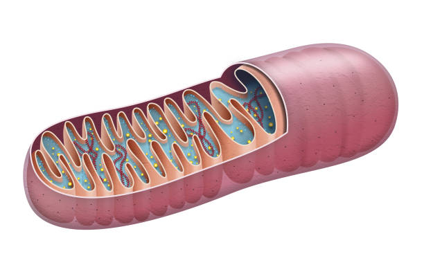 Section of mitochondria vector art illustration