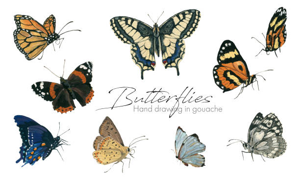 ilustraciones, imágenes clip art, dibujos animados e iconos de stock de conjunto de elementos. mariposas sobre fondo blanco. dibujo a mano en aguada - mariposa monarca