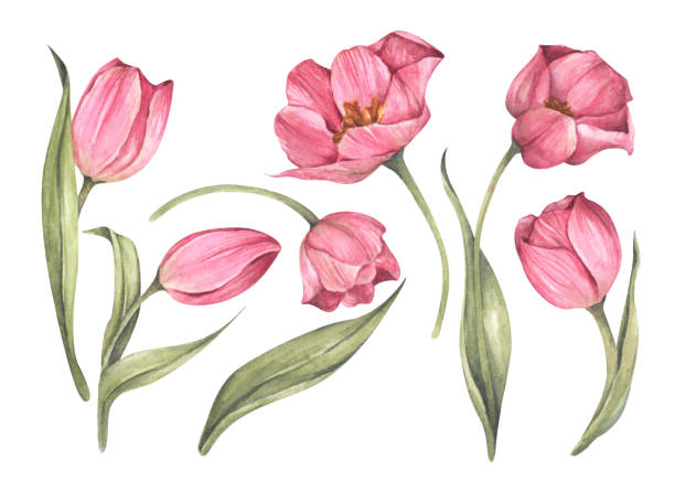 Watercolor Watercolor Pink Tulips Clip art Set Art & Collectibles etna ...