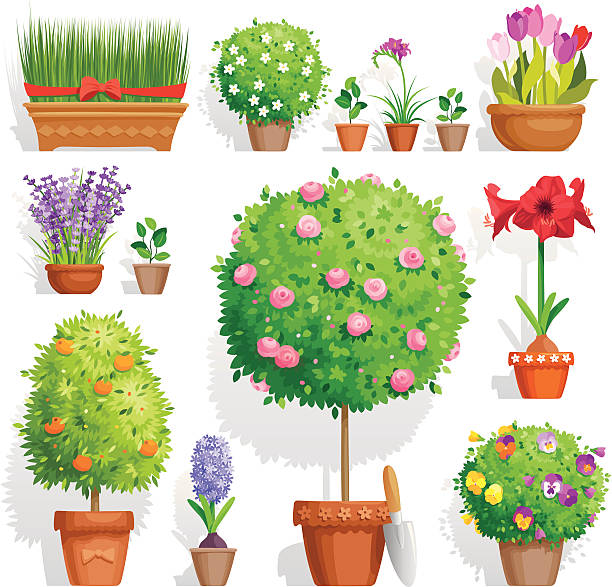 bildbanksillustrationer, clip art samt tecknat material och ikoner med set of pot plants - red hyacinth