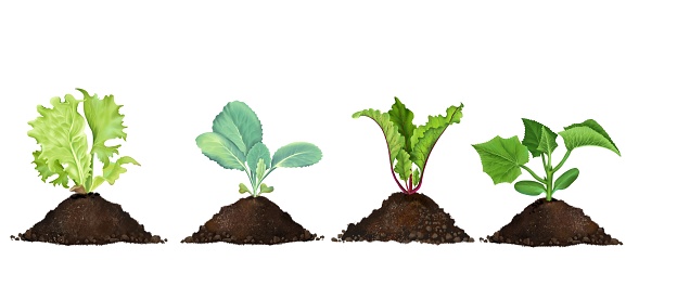 Eco-friendly set of realistic seedlings in peat soil, young plant roots, sprouted beet lettuce seeds, young cabbage, cucumber seedling, growing concept. hand-drawn, isolated on a white background.