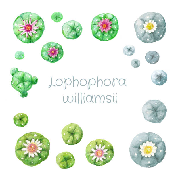Set of various colored flowering watercolor hand drawing peyote Lophophora williamsii cactus on white background vector art illustration