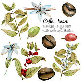 istock Set of watercolor coffee branches, flowers and beans at different stages of maturation, hand painted isolated on a white background 1196039649