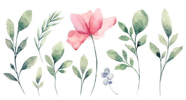 수채화 꽃과 녹색 잎 의 집합 - 수채화 일러스트 stock illustrations