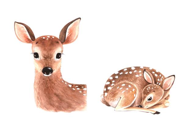 Set of watercolor illustrations of cute cubs deer,   animals isolated on white background. hand painted close up Set of watercolor illustrations of cute cubs deer,
  animals isolated on white background. hand painted close up young deer stock illustrations
