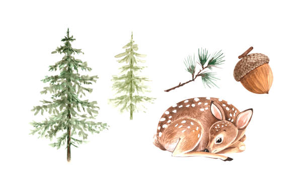 bildbanksillustrationer, clip art samt tecknat material och ikoner med uppsättning akvarell illustrationer av natur skog och djurunge rådjur - rådjur