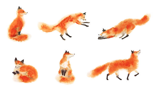 Set of watercolor red fluffy foxes in motion on white Sitting fox, sleeping fox, playing fox, jumping fox, going foxy. Hand drawn illustration. fox stock illustrations