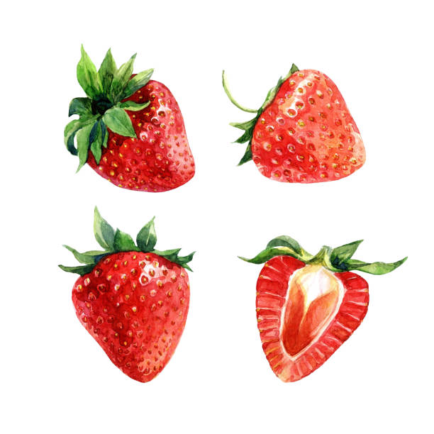 Set of watercolor strawberries, whole berries and cut.  strawberry stock illustrations