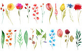 istock Set of watercolor summer wildflowers: dandelion, cornflower, clover, tulip; hand painted isolated illustrations on a white background 1321310984