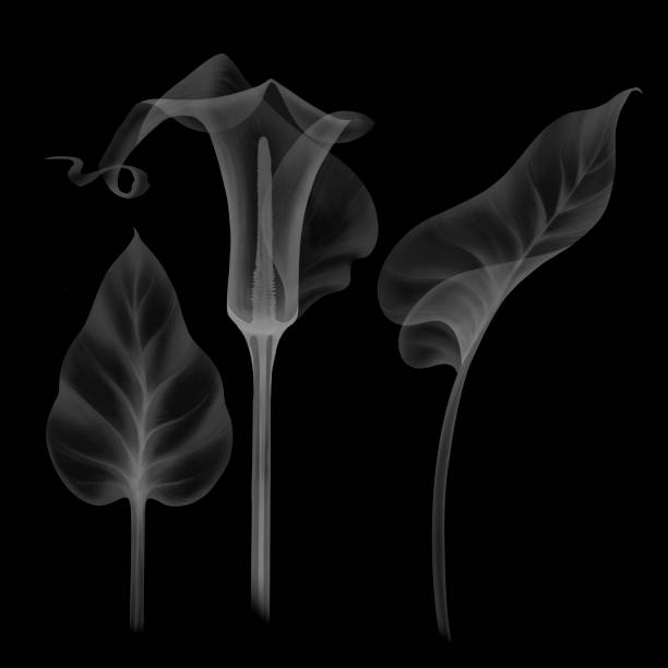 set transparent flower calla transparent floral calla lilies black and white illustration hand drawn isolated on black background, chalk board, x-ray leaves pistils, stamens, botanical drawing of floral structure xray nature stock illustrations