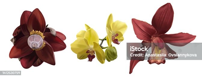 istock Set tropic flowers. Banana flower, yellow orchid and red cimbidium 1412530759