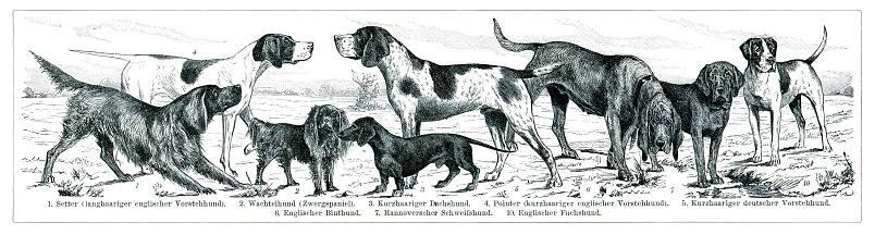 Group of domestic animals dog - setter - pointer - basset
Original edition from my own archives
Source : Brockhaus 1898