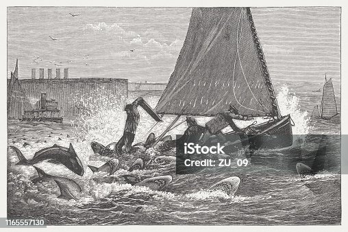 istock Sharks attack, fisherman in mortal danger, wood engraving, published 1895 1165557130