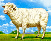 istock Sheep 1328218605