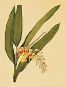 istock Shell ginger | Antique Flower Illustrations 176076454