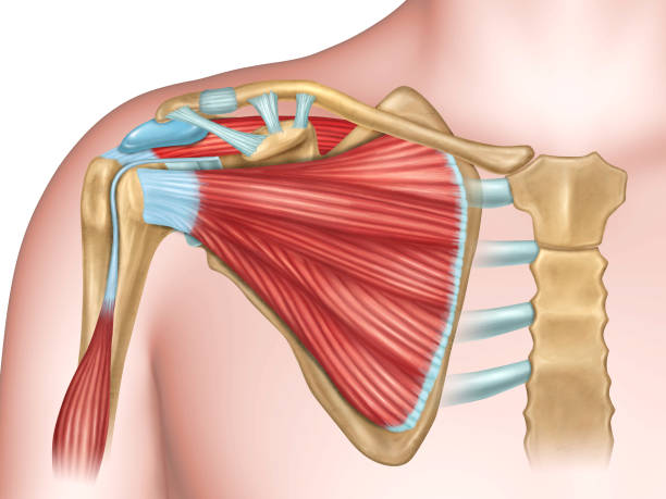 Shoulder bones and muscles Anterior view of the shoulder anatomy. Digital illustration. joint body part stock illustrations