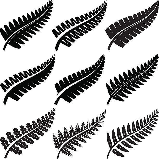 Silver Ferns Various ferns iconic to New Zealand. fern stock illustrations