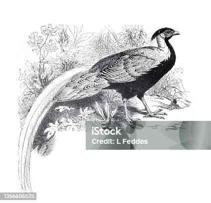 istock Silver Pheasant (Gallophasis nycthemerus) vintage hand drawn illustration. 1366606525