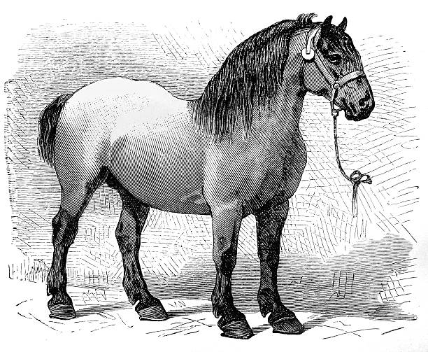 Silver-gray Belgian Horse Silver-gray Belgian Horse shire horse stock illustrations