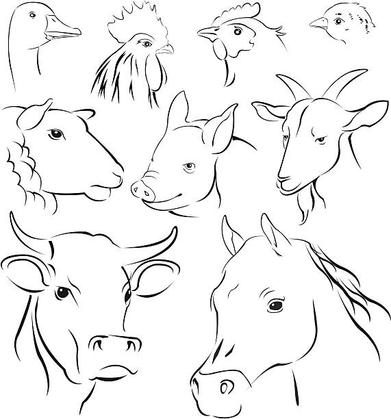 simple animals simple vector illustrations animals pig drawings stock illustrations