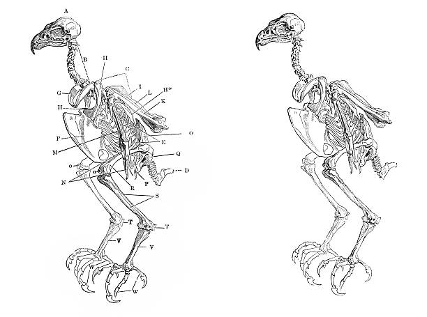 illustrations, cliparts, dessins animés et icônes de squelette de faucon - squelette oiseau
