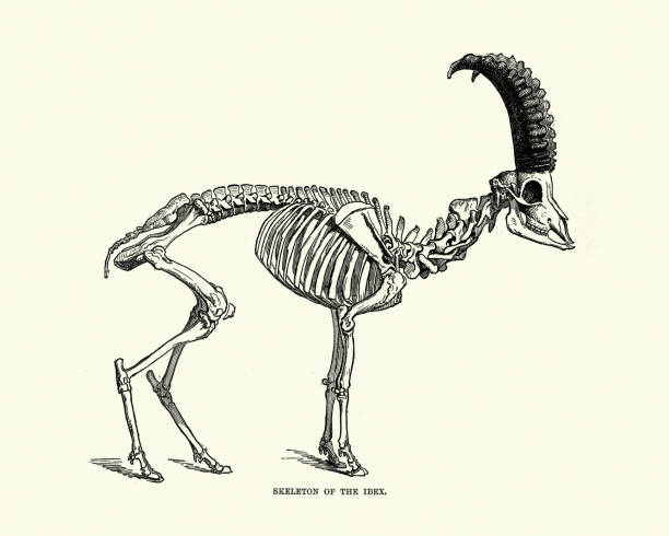 illustrazioni stock, clip art, cartoni animati e icone di tendenza di scheletro di stambecco alpino (stambecco capra), specie di capra selvatica - stambecco delle alpi