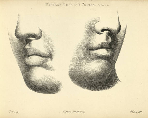 Sketching face, nose, mouth, chin, Victorian art figure drawing copies 19th Century vector art illustration