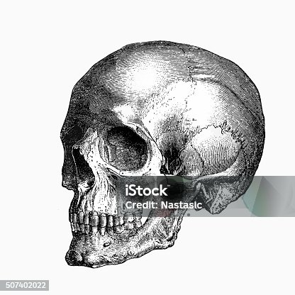 istock Skull 507402022