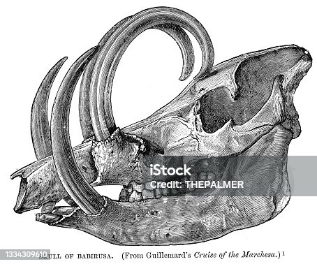 istock Skull of  babirusa engraving 1896 1334309610