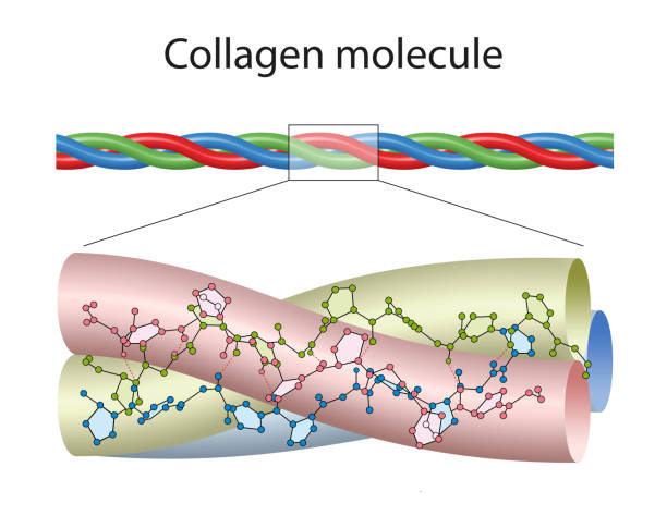 A small portion of collagen, colored to highlight the three chains vector art illustration