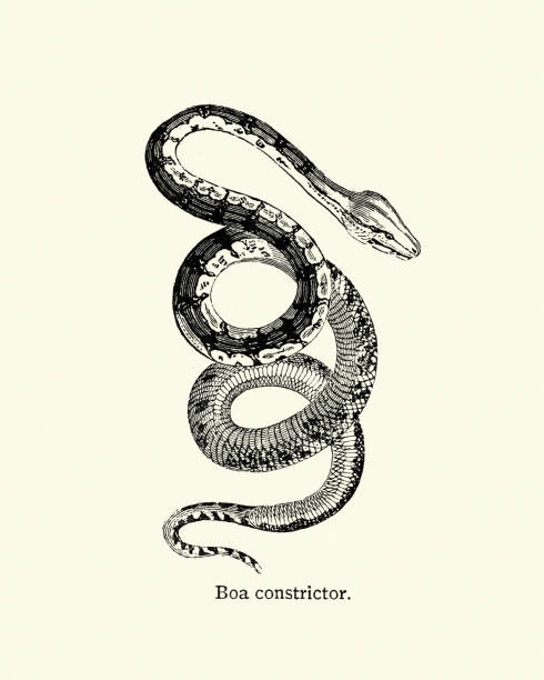 Snakes, Boa Constictor Vintage engraving of Snakes, Boa Constictor snakes stock illustrations